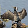 Great Cormorant